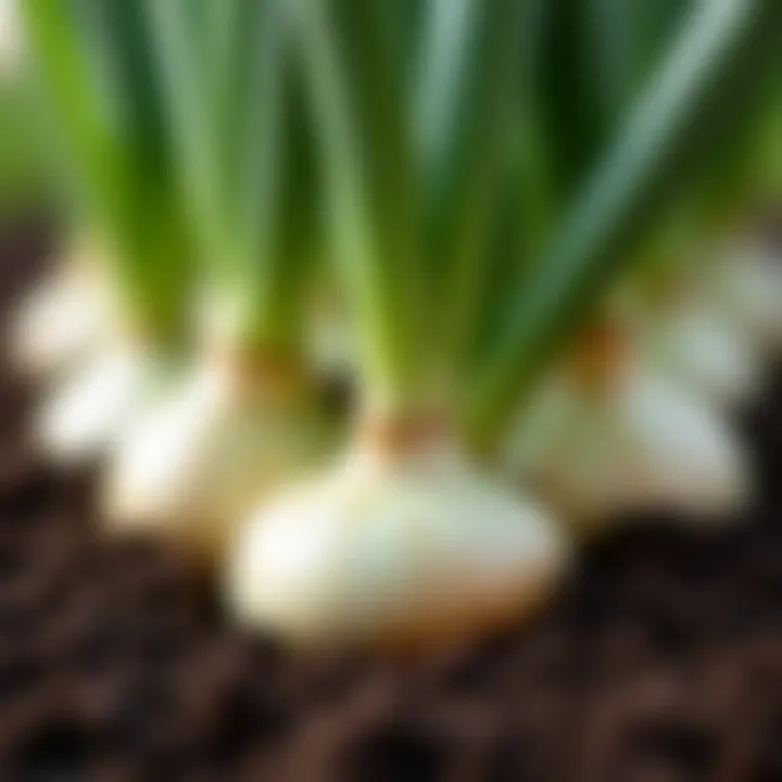 A close-up view of spring onion bulbs with soil, representing their cultivation