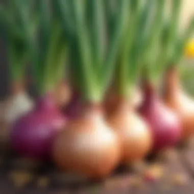 A colorful display of spring onion bulbs highlighting regional flavor variations