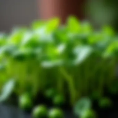 Freshly harvested pea shoots showcasing vibrant green leaves