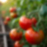 Vibrant tomatoes ripening on the vine